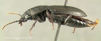 Media type: image; Entomology 600477   Aspect: habitus lateral view